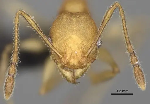 Pheidole ferruginea specimen CASENT0494994 image casent0494994_3