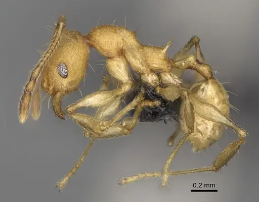 Pheidole ferruginea specimen CASENT0494994 image casent0494994_4