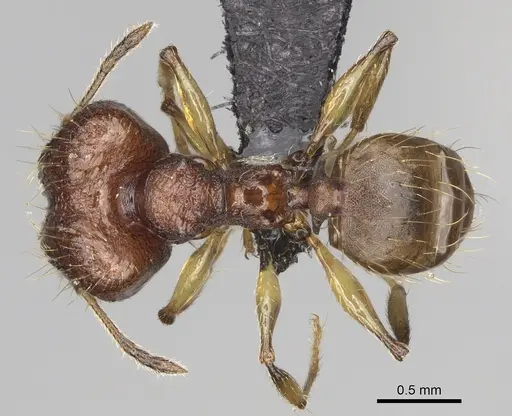 Pheidole ferruginea specimen CASENT0494997 image casent0494997_1
