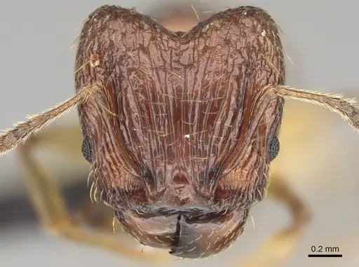 Pheidole ferruginea specimen CASENT0494997 image casent0494997_2