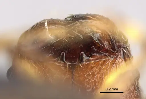 Pheidole ferruginea specimen CASENT0494997 image casent0494997_3