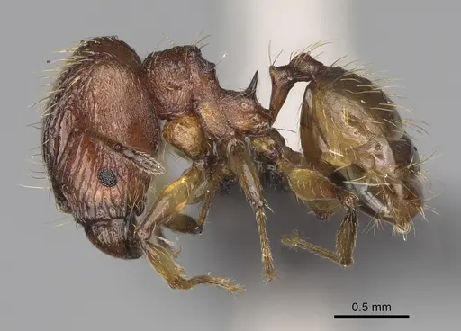 Pheidole ferruginea specimen CASENT0494997 image casent0494997_4
