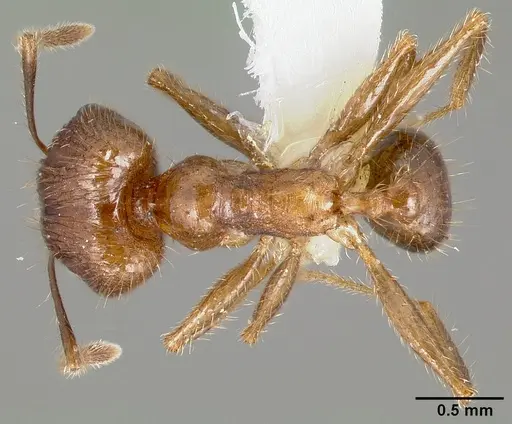 Pheidole fervens specimen CASENT0005779 image casent0005779_1
