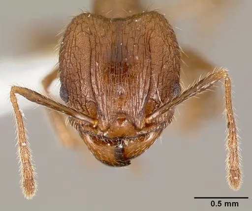 Pheidole fervens specimen CASENT0005779 image casent0005779_2