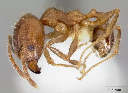 Pheidole fervens specimen CASENT0005779 image casent0005779_3