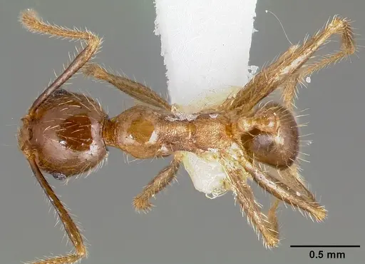 Pheidole fervens specimen CASENT0005780 image casent0005780_1