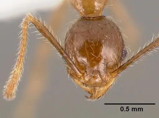 Pheidole fervens specimen CASENT0005780 image casent0005780_2