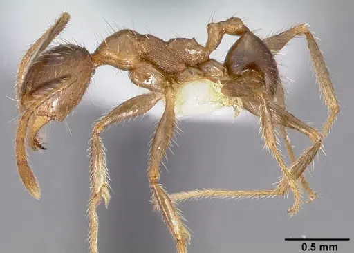 Pheidole fervens specimen CASENT0005780 image casent0005780_3