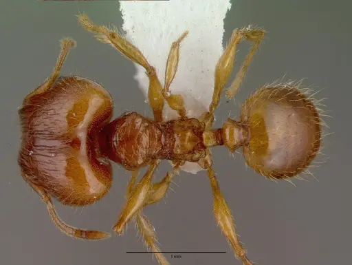 Pheidole fervens specimen CASENT0008638 image casent0008638_1