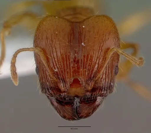 Pheidole fervens specimen CASENT0008638 image casent0008638_2