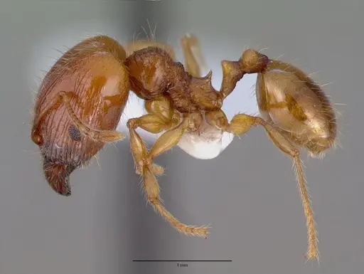 Pheidole fervens specimen CASENT0008638 image casent0008638_3