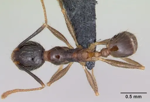 Pheidole fervens specimen CASENT0059787 image casent0059787_1