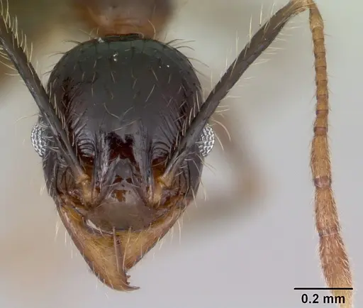Pheidole fervens specimen CASENT0059787 image casent0059787_2