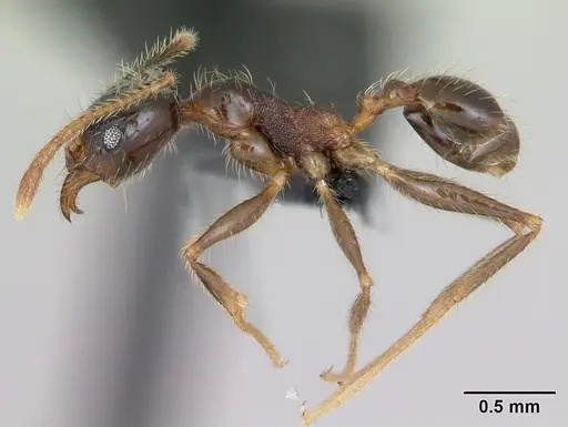 Pheidole fervens specimen CASENT0059787 image casent0059787_3