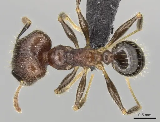 Pheidole fervens specimen CASENT0060250 image casent0060250_1