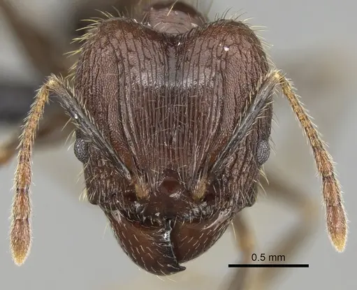 Pheidole fervens specimen CASENT0060250 image casent0060250_2