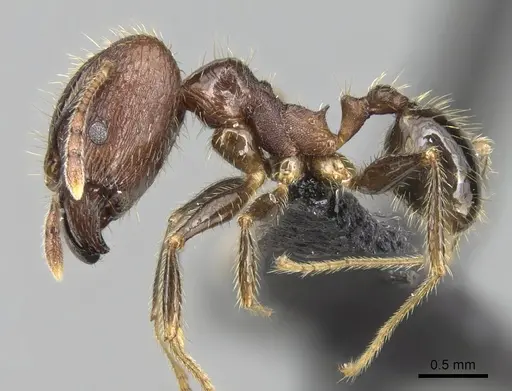 Pheidole fervens specimen CASENT0060250 image casent0060250_3