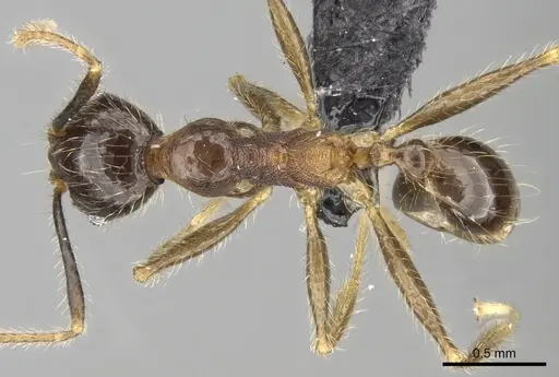 Pheidole fervens specimen CASENT0060581 image casent0060581_1