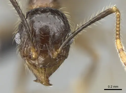Pheidole fervens specimen CASENT0060581 image casent0060581_2