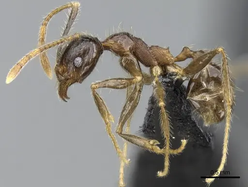 Pheidole fervens specimen CASENT0060581 image casent0060581_3
