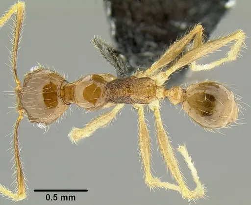 Pheidole fervens specimen CASENT0171076 image casent0171076_1