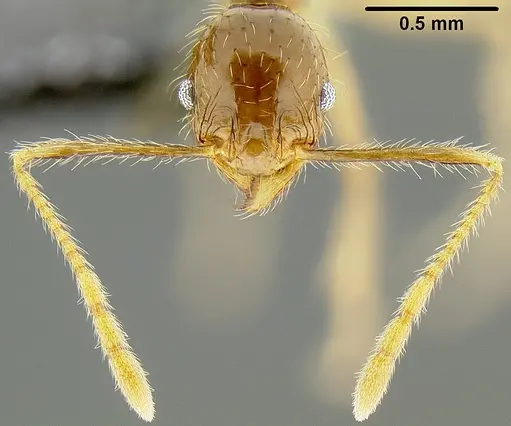 Pheidole fervens specimen CASENT0171076 image casent0171076_2