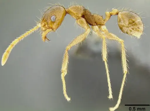 Pheidole fervens specimen CASENT0171076 image casent0171076_3