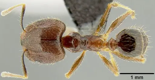 Pheidole fervens specimen CASENT0171099 image casent0171099_1