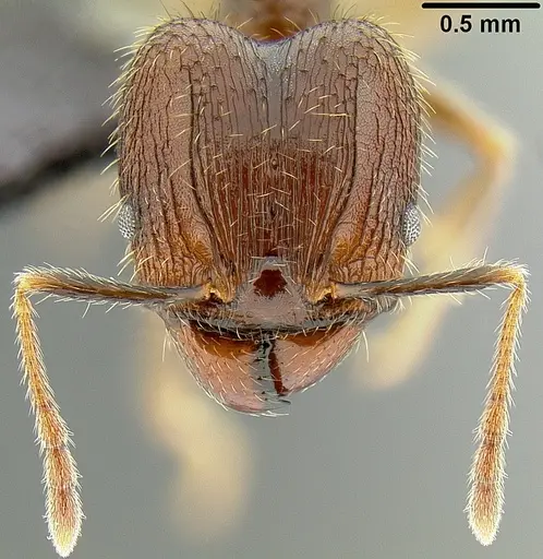 Pheidole fervens specimen CASENT0171099 image casent0171099_2