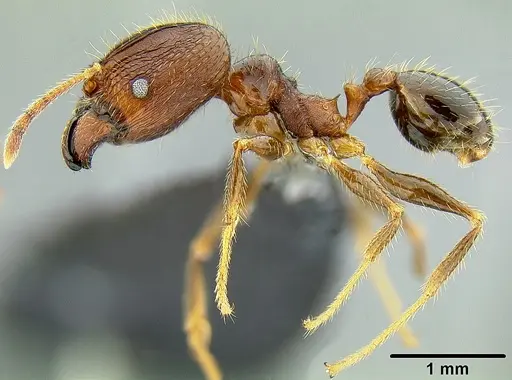 Pheidole fervens specimen CASENT0171099 image casent0171099_3