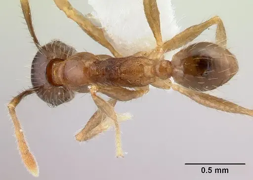 Pheidole fervens specimen CASENT0178401 image casent0178401_1