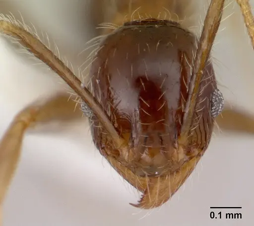 Pheidole fervens specimen CASENT0178401 image casent0178401_2