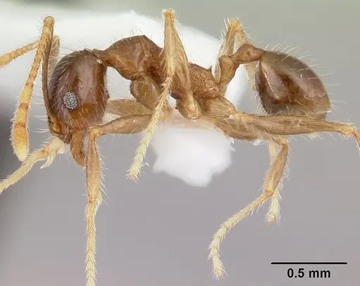 Pheidole fervens specimen CASENT0178401 image casent0178401_3