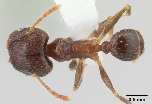 Pheidole fervens specimen CASENT0178402 image casent0178402_1