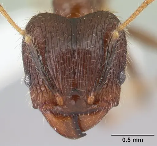 Pheidole fervens specimen CASENT0178402 image casent0178402_2