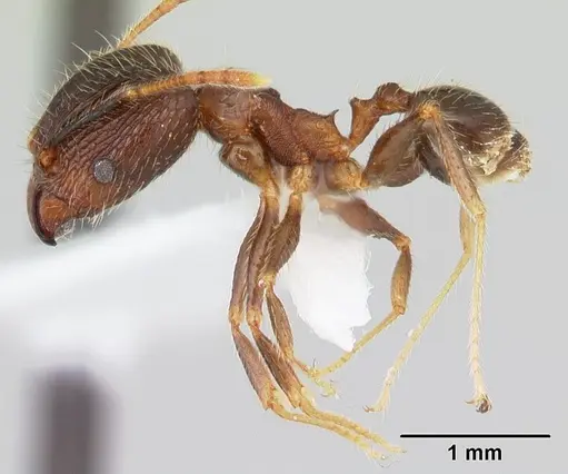 Pheidole fervens specimen CASENT0178402 image casent0178402_3