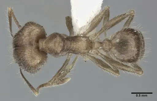 Pheidole fervens specimen CASENT0246109 image casent0246109_1
