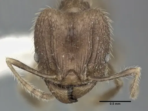 Pheidole fervens specimen CASENT0246109 image casent0246109_2