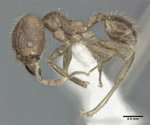 Pheidole fervens specimen CASENT0246109 image casent0246109_3