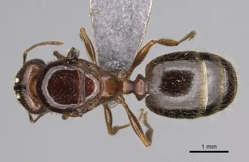 Pheidole fervens specimen CASENT0248885 image casent0248885_1