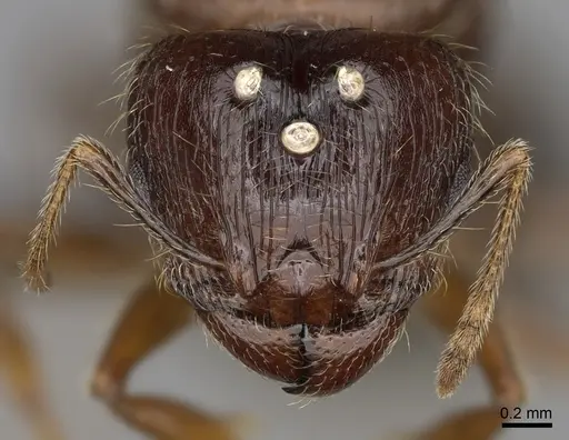 Pheidole fervens specimen CASENT0248885 image casent0248885_2