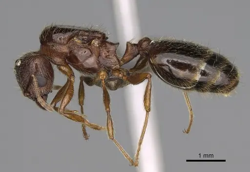 Pheidole fervens specimen CASENT0248885 image casent0248885_3