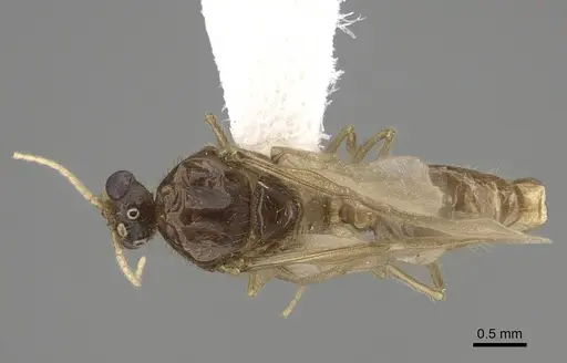 Pheidole fervens specimen CASENT0862459 image casent0862459_1