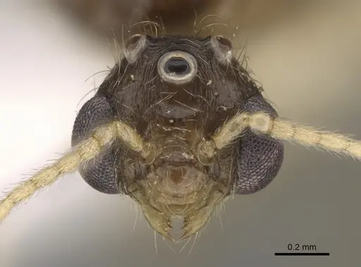 Pheidole fervens specimen CASENT0862459 image casent0862459_2