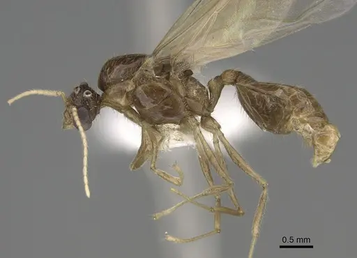 Pheidole fervens specimen CASENT0862459 image casent0862459_3