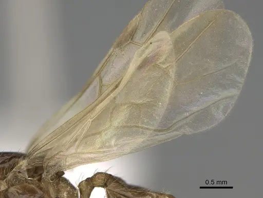 Pheidole fervens specimen CASENT0862459 image casent0862459_4