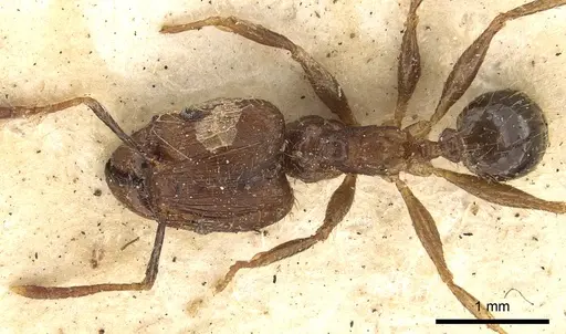 Pheidole fervens specimen CASENT0901407 image casent0901407_1