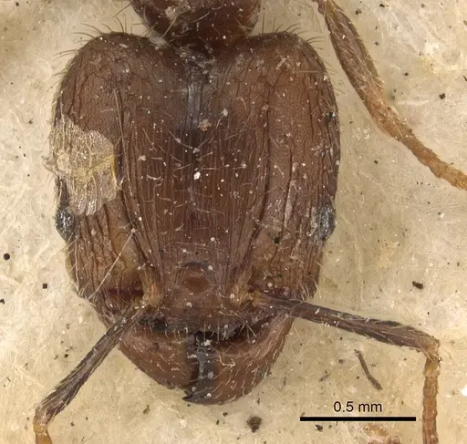Pheidole fervens specimen CASENT0901407 image casent0901407_2