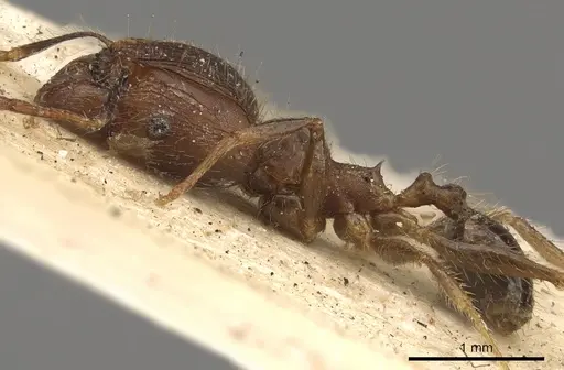 Pheidole fervens specimen CASENT0901407 image casent0901407_3