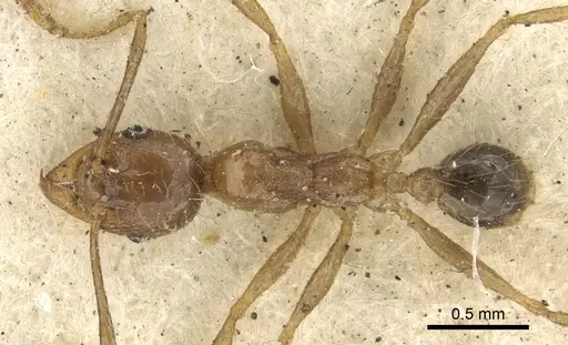 Pheidole fervens specimen CASENT0901519 image casent0901519_1